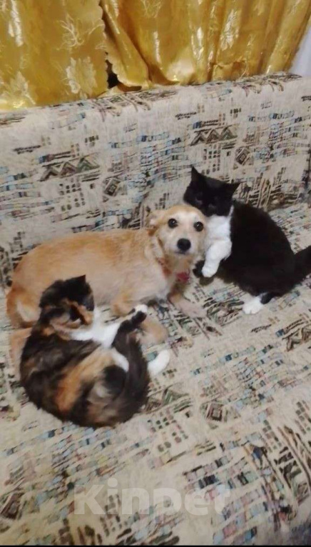 Собаки в Москве: Маленькая собачка в поисках дома! Девочка, Бесплатно - фото 1