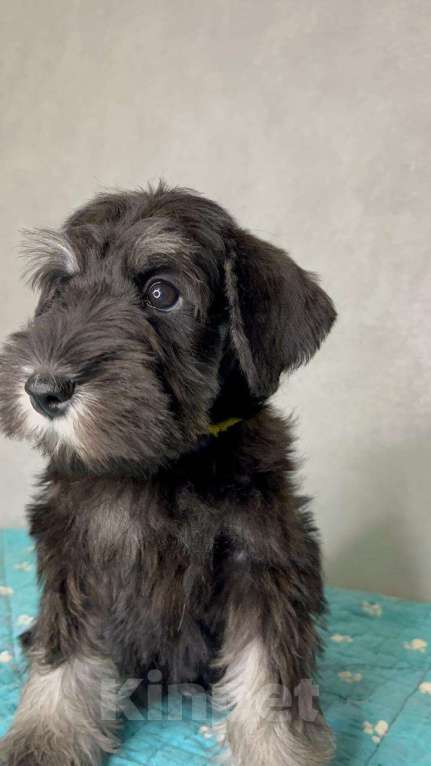 Собаки в Липецке: Предлагаются щенки цвергшнауцера Мальчик, 55 000 руб. - фото 1