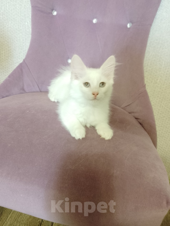 Кошки в Саратове: Кошечка в добрые руки Девочка, Бесплатно - фото 3