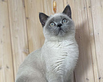 Кошки в Москве: Британские котята Мальчик, 65 000 руб. - фото 4