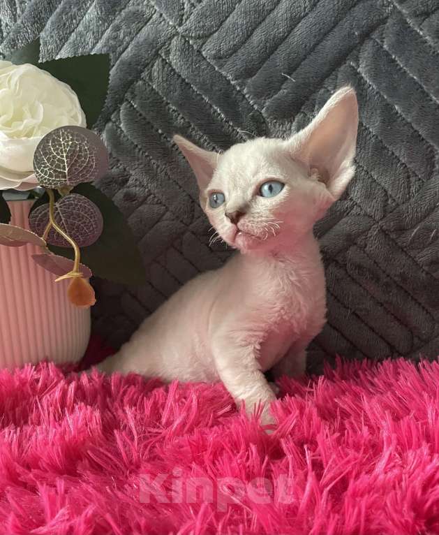 Кошки в Москве: Котенок Девон рекс мальчик с голубыми глазами Мальчик, 60 000 руб. - фото 4