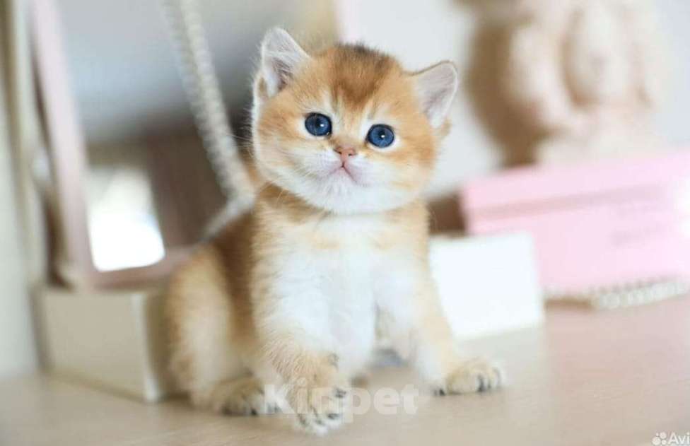 Кошки в Москве: Британские котята Девочка, 35 000 руб. - фото 8