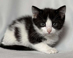 Кошки в Москве: Котята ищут дом. Мальчик, Бесплатно - фото 4