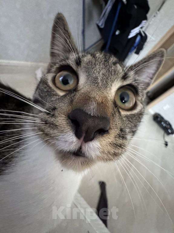 Кошки в Санкт-Петербурге: Отдам кота в добрые руки (1 год) Мальчик, Бесплатно - фото 5