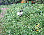 Собаки в Москве: Чихуахуа ищет спутницу.на вязку, 1 руб. - фото 1