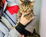 Кошки в Кувшиново: Британец в добрые руки, Бесплатно - фото 4