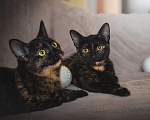 Кошки в Новомичуринске: Две сестрички в добрые руки, Бесплатно - фото 6