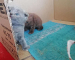 Кошки в Дивногорске: Готовы к продаже котята Шотландской породы, 1 500 руб. - фото 1