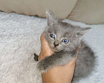 Кошки в Первоуральске: Отдам котят пушистых в добрые руки  Мальчик, 5 руб. - фото 6