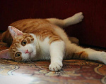 Кошки в Москве: Котик Боня - комнатное солнышко! В добрые руки Мальчик, Бесплатно - фото 2