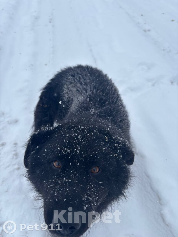 Собаки в других городах Владимирской области: Добрый пес  Мальчик, Бесплатно - фото 1
