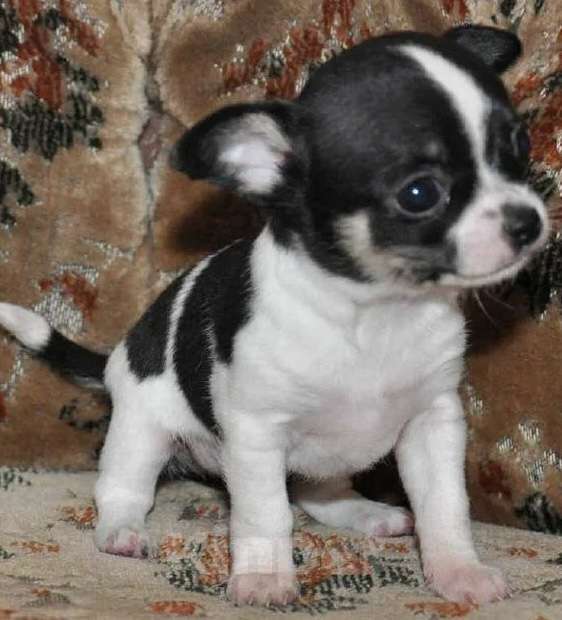 Собаки в Челябинске: Чихуа Девочка, 8 000 руб. - фото 1