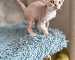 Кошки в Томске: Котята девонрексики Мальчик, 80 000 руб. - фото 1