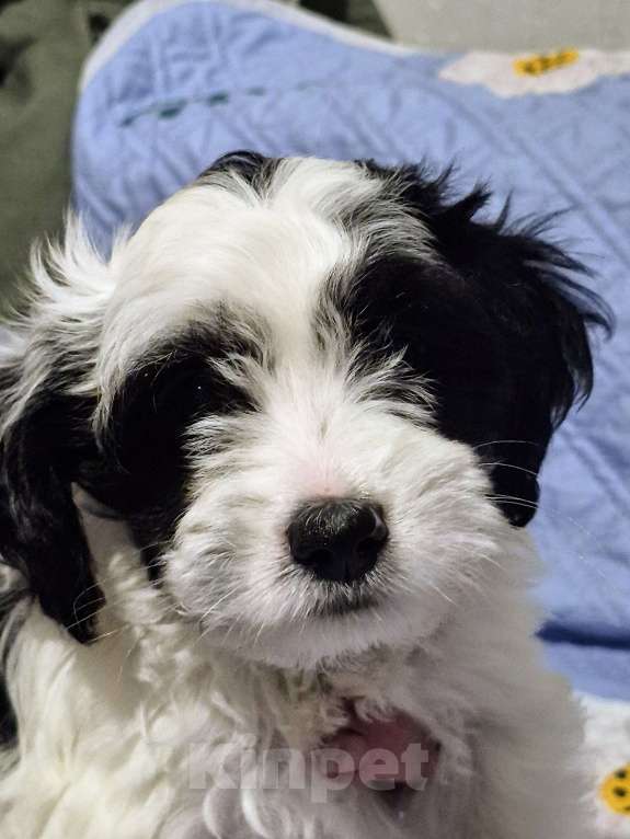 Собаки в Москве: Очаровательные щенки гаванского бишона Девочка, 80 000 руб. - фото 5