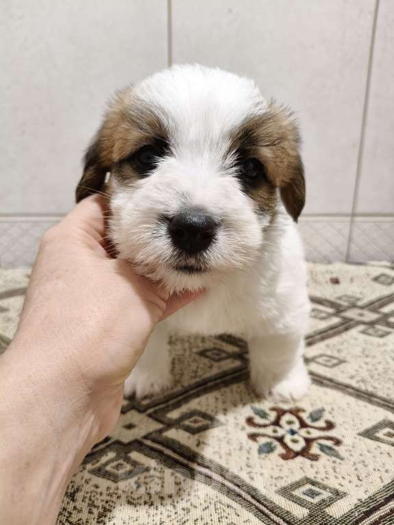 Собаки в Москве: Высокопородные щенки Джек Рассел терьера Мальчик, Бесплатно - фото 3