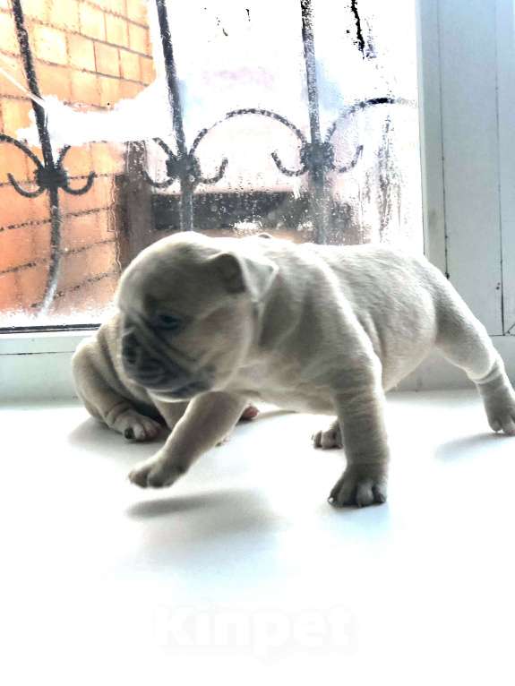 Собаки в других городах Алтайского края: Щенки французского бульдога  Мальчик, 40 000 руб. - фото 7