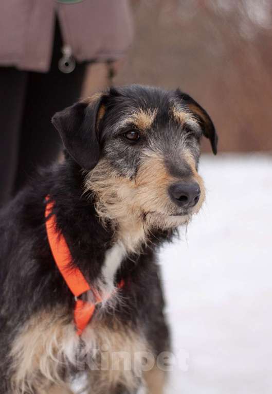 Собаки в Москве: Чуткий, нежный Освальд в поисках своей семьи Мальчик, Бесплатно - фото 5