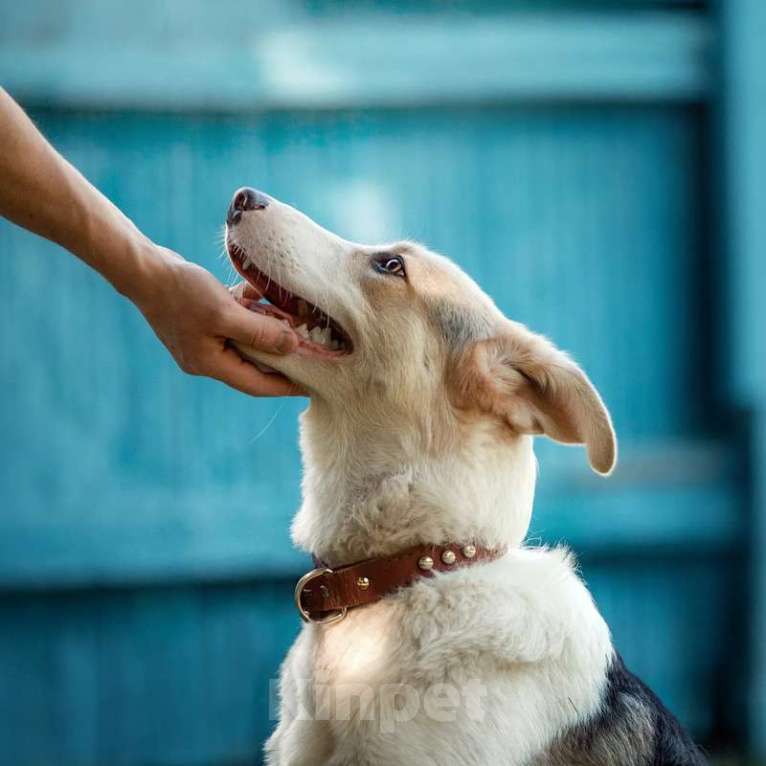 Собаки в Москве: Молодой бордер-колли в добрые руки Мальчик, 1 руб. - фото 2