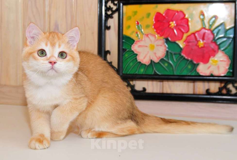 Кошки в Рыбинске: Британский золотой мальчик 5 мес Мальчик, 25 000 руб. - фото 3