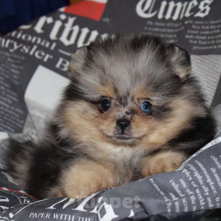 Собаки в Москве: Голубоглазая💎 девочка шпица Девочка, 55 000 руб. - фото 1