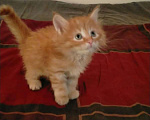 Кошки в Жуковском: Рыжие котята мейн кун Мальчик, 15 000 руб. - фото 4