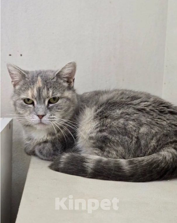 Кошки в Санкт-Петербурге: Алтея - шикарная девочка британка-метис. Бесплатно Девочка, Бесплатно - фото 1