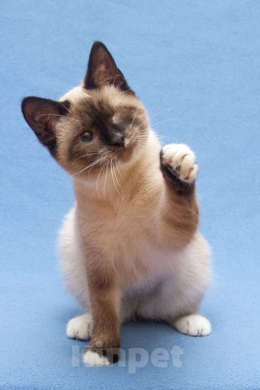 Кошки в Москве: Красивая кошечка Зефирка Девочка, Бесплатно - фото 2