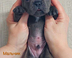 Собаки в Санкт-Петербурге: Щенки Французского бульдога Разнополые, 50 руб. - фото 1