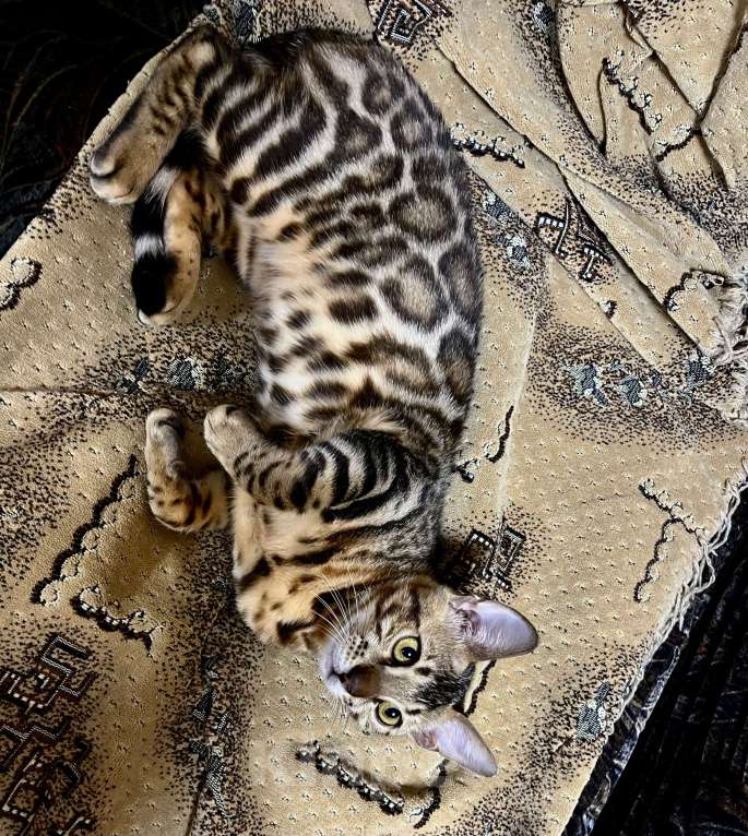 Кошки в Москве: Бенгальский котенок Девочка, 25 000 руб. - фото 6