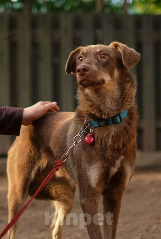 Собаки в Санкт-Петербурге: Собака ищет дом Мальчик, Бесплатно - фото 3