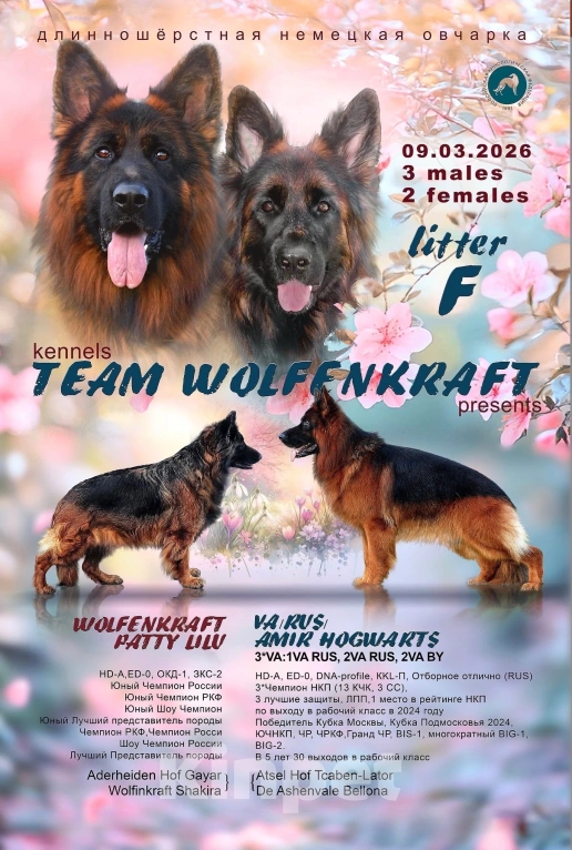 Собаки в Волгограде: Длинношерстная немецкая овчарка Разнополые, Бесплатно - фото 10