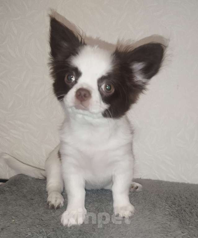 Собаки в Видном: Щенки чихуахуа Девочка, 30 000 руб. - фото 3