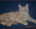 Кошки в Волгограде: Котята мейн-кун - для души и разведения Мальчик, 15 000 руб. - фото 5