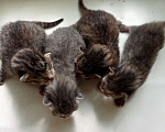 Кошки в Уфе: Котики родились 28.06 Мальчик, Бесплатно - фото 4
