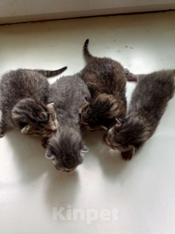 Кошки в Уфе: Котики родились 28.06 Мальчик, Бесплатно - фото 4