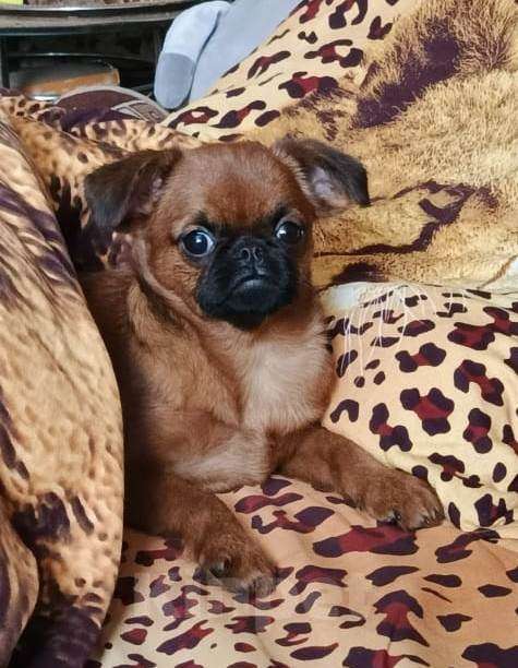 Собаки в Москве: Девочка пти-брабансон Девочка, 55 000 руб. - фото 2