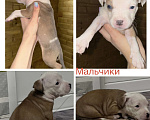 Собаки в Челябинске: Продам АСТ Разнополые, 17 000 руб. - фото 4