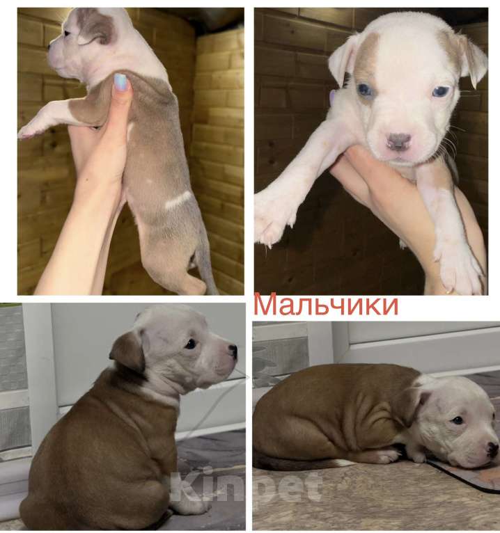 Собаки в Челябинске: Продам АСТ Разнополые, 17 000 руб. - фото 4