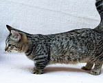 Кошки в Костроме: великолепный котик манчкин Мальчик, 20 000 руб. - фото 2