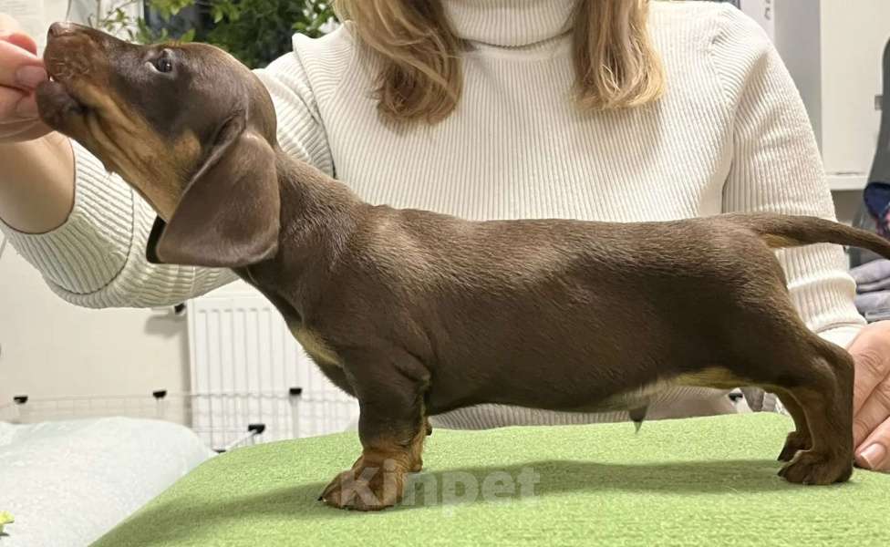 Собаки в Тюмени: Продам щенков кроличьей таксы Мальчик, 130 000 руб. - фото 5