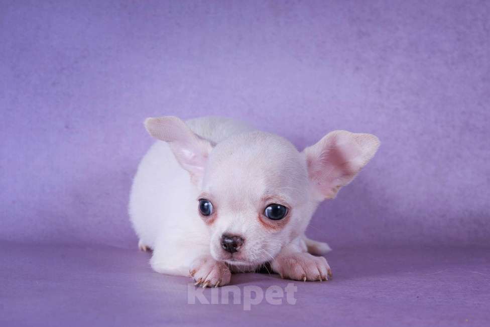 Собаки в Москве: Белоснежка Девочка, 55 000 руб. - фото 2