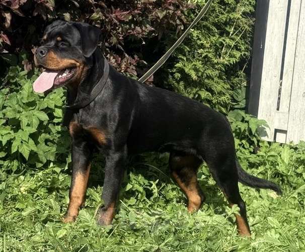 Собаки в других городах Ленинградской области: Подрощенный щенок ротвейлера Мальчик, 60 000 руб. - фото 5