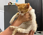 Кошки в Москве: Котенок-мальчик в добрые руки Мальчик, Бесплатно - фото 2