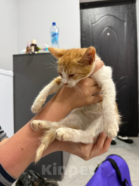 Кошки в Москве: Котенок-мальчик в добрые руки Мальчик, Бесплатно - фото 2