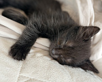 Кошки в Сочи: Котята крысоловы Девочка, 1 руб. - фото 7