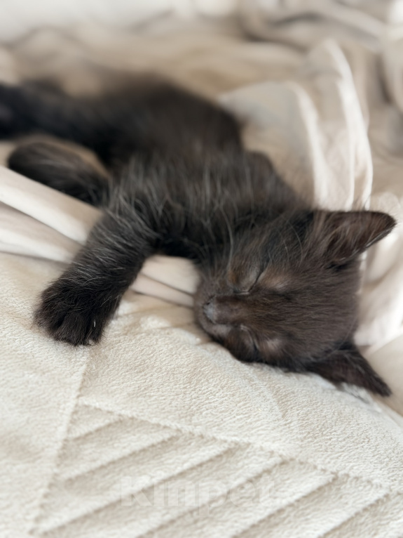 Кошки в Сочи: Котята крысоловы Девочка, 1 руб. - фото 7