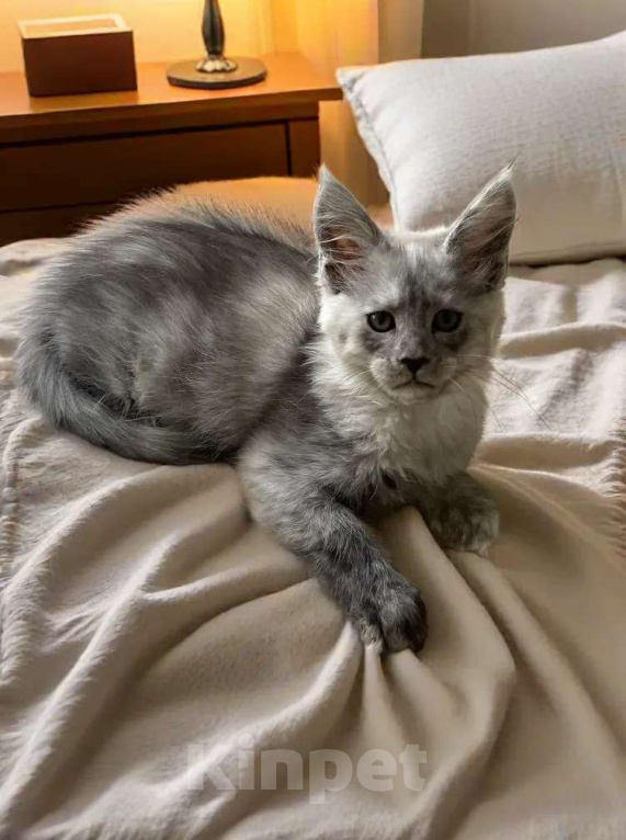 Кошки в Москве: Пушистый ангел для вашего новогоднего настроения Девочка, 100 000 руб. - фото 1