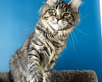 Кошки в Дедовске: Очаровательная Зарина Девочка, 30 000 руб. - фото 3