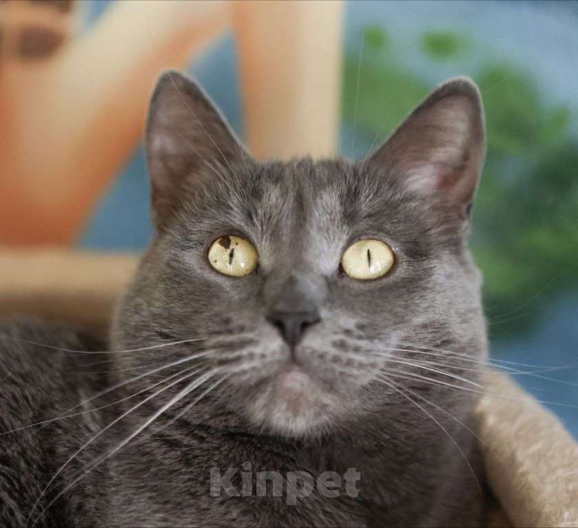 Кошки в Москве: Дымка - кошечка с изюминкой Девочка, Бесплатно - фото 3