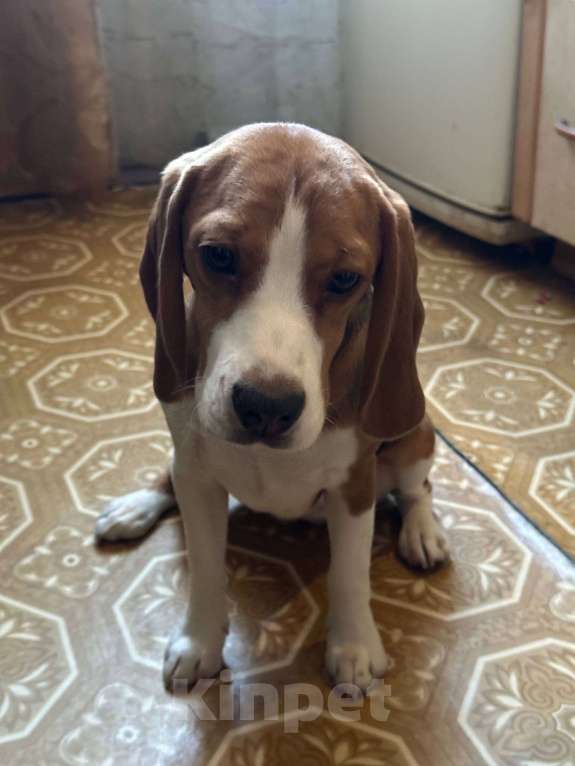 Собаки в Липецке: Продам Девочка, 17 000 руб. - фото 1